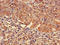 Free Fatty Acid Receptor 3 antibody, LS-C395769, Lifespan Biosciences, Immunohistochemistry paraffin image 