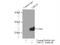 Ubiquitin Conjugating Enzyme E2 T antibody, 10105-2-AP, Proteintech Group, Immunoprecipitation image 