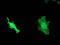 DnaJ Heat Shock Protein Family (Hsp40) Member B1 antibody, M03100, Boster Biological Technology, Western Blot image 