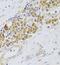 Proliferation-Associated 2G4 antibody, FNab06092, FineTest, Immunohistochemistry frozen image 