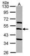 Thyrotropin Releasing Hormone Receptor antibody, PA5-27078, Invitrogen Antibodies, Western Blot image 