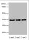 Uridine Phosphorylase 2 antibody, orb357483, Biorbyt, Western Blot image 