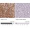 Glycogenin 2 antibody, NBP2-39032, Novus Biologicals, Immunohistochemistry paraffin image 