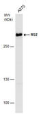 Chondroitin Sulfate Proteoglycan 4 antibody, GTX130401, GeneTex, Western Blot image 