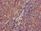 Zinc Finger With KRAB And SCAN Domains 3 antibody, CSB-PA861122LA01HU, Cusabio, Immunohistochemistry frozen image 