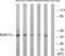 Purinergic Receptor P2Y13 antibody, TA312556, Origene, Western Blot image 