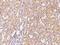 Isocitrate Dehydrogenase (NAD(+)) 3 Beta antibody, 202083-T08, Sino Biological, Immunohistochemistry paraffin image 
