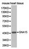 G Protein Subunit Alpha 15 antibody, PA5-76043, Invitrogen Antibodies, Western Blot image 