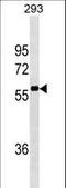 Nuclear Receptor Coactivator 4 antibody, LS-C158367, Lifespan Biosciences, Western Blot image 