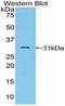 TGF-Beta Activated Kinase 1 (MAP3K7) Binding Protein 1 antibody, LS-C295396, Lifespan Biosciences, Western Blot image 