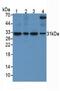 Secreted Frizzled Related Protein 4 antibody, MBS2025684, MyBioSource, Western Blot image 