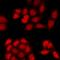 Opioid Growth Factor Receptor antibody, orb412539, Biorbyt, Immunofluorescence image 