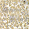 M4K3 antibody, A7351, ABclonal Technology, Immunohistochemistry paraffin image 
