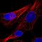 Cathepsin C antibody, HPA066610, Atlas Antibodies, Immunocytochemistry image 