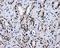 RALBP1 antibody, NBP2-02293, Novus Biologicals, Immunohistochemistry frozen image 