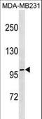 Trichohyalin-like protein 1 antibody, LS-C157161, Lifespan Biosciences, Western Blot image 