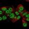 Prospero Homeobox 1 antibody, HPA001030, Atlas Antibodies, Immunofluorescence image 