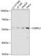 Oxysterol-binding protein-related protein 2 antibody, GTX66235, GeneTex, Western Blot image 