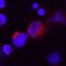 Interferon Lambda 2 antibody, AF1587, R&D Systems, Immunocytochemistry image 