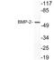 Bone Morphogenetic Protein 2 antibody, LS-B12549, Lifespan Biosciences, Western Blot image 