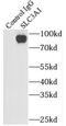 SLC3A1 antibody, FNab07962, FineTest, Immunoprecipitation image 