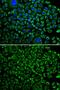 Coagulation Factor X antibody, GTX32595, GeneTex, Immunocytochemistry image 