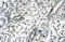 T-Box 21 antibody, ARP32612_P050, Aviva Systems Biology, Immunohistochemistry paraffin image 