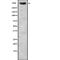 Mucin 2, Oligomeric Mucus/Gel-Forming antibody, abx216977, Abbexa, Western Blot image 