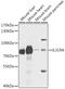 Interleukin 31 Receptor A antibody, GTX54294, GeneTex, Western Blot image 