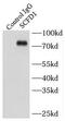 Sec1 family domain-containing protein 1 antibody, FNab07629, FineTest, Immunoprecipitation image 