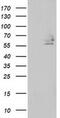 Differentially Expressed In FDCP 8 Homolog antibody, MA5-25492, Invitrogen Antibodies, Western Blot image 