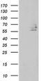 Differentially Expressed In FDCP 8 Homolog antibody, MA5-25492, Invitrogen Antibodies, Western Blot image 