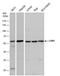 Serine/Threonine Kinase 11 antibody, PA5-78186, Invitrogen Antibodies, Western Blot image 