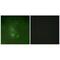 Fyn Related Src Family Tyrosine Kinase antibody, PA5-49805, Invitrogen Antibodies, Immunofluorescence image 