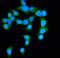 Diaphanous Related Formin 1 antibody, A02308-3, Boster Biological Technology, Immunofluorescence image 
