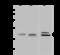 CUB Domain Containing Protein 1 antibody, 203663-T40, Sino Biological, Western Blot image 