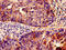 Interferon Induced Transmembrane Protein 3 antibody, CSB-PA011026LA01HU, Cusabio, Immunohistochemistry frozen image 