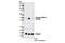 AKT1 Substrate 1 antibody, 13175T, Cell Signaling Technology, Western Blot image 