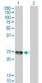 Amelogenin X-Linked antibody, H00000265-M04, Novus Biologicals, Western Blot image 