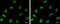 DnaJ Heat Shock Protein Family (Hsp40) Member B6 antibody, GTX101947, GeneTex, Immunofluorescence image 