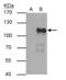POU Class 2 Homeobox 1 antibody, GTX105202, GeneTex, Immunoprecipitation image 