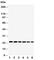 Synaptosome Associated Protein 23 antibody, R30867, NSJ Bioreagents, Western Blot image 