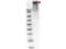 Keyhole Limpet Hemocyanin antibody, NBP1-97336, Novus Biologicals, Western Blot image 