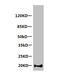 Myoglobin antibody, CSB-MA079101A0m, Cusabio, Western Blot image 