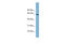 Schlafen Family Member 12 antibody, ARP57096_P050, Aviva Systems Biology, Western Blot image 