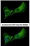 Deoxyribonuclease 2 Beta antibody, PA5-31390, Invitrogen Antibodies, Immunofluorescence image 