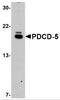 Programmed cell death protein 5 antibody, 5011, ProSci, Western Blot image 