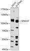 Semaphorin 3F antibody, 14-113, ProSci, Western Blot image 