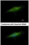 Lysosomal Associated Membrane Protein 3 antibody, PA5-29566, Invitrogen Antibodies, Immunofluorescence image 