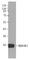 High Mobility Group Box 1 antibody, 651401, BioLegend, Western Blot image 
